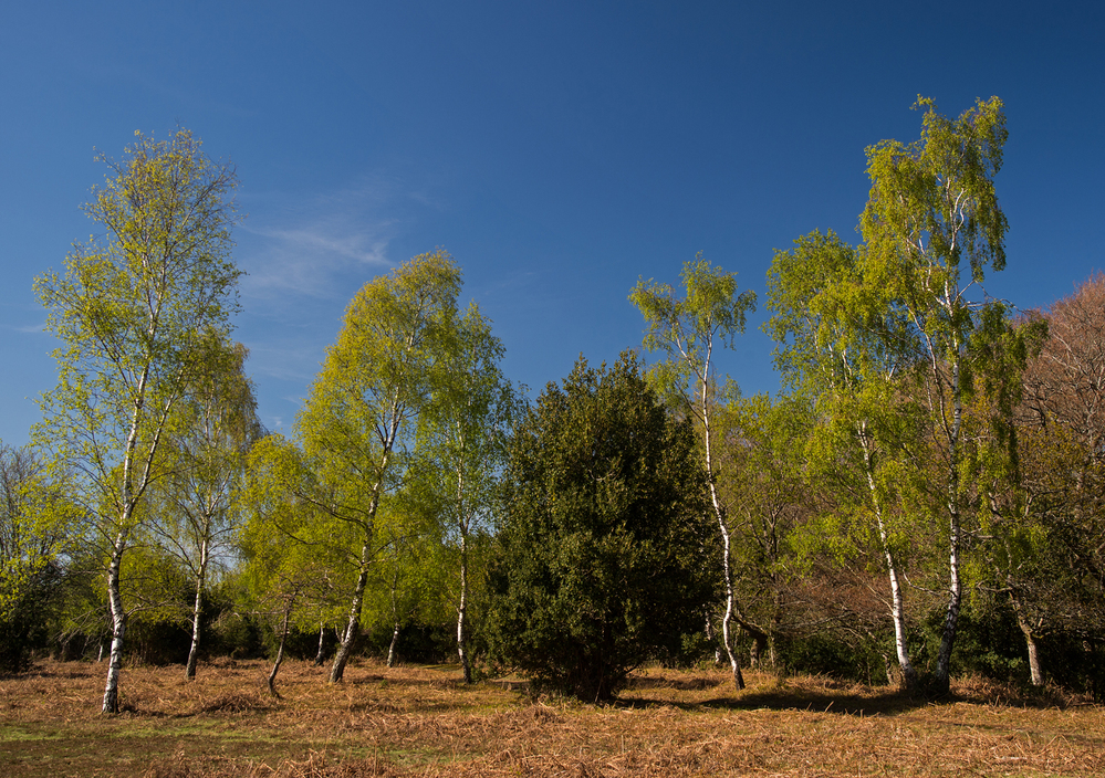 Spring Silver Birch Spring,  Pipers Wait 4